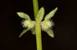 Piedmont bedstraw